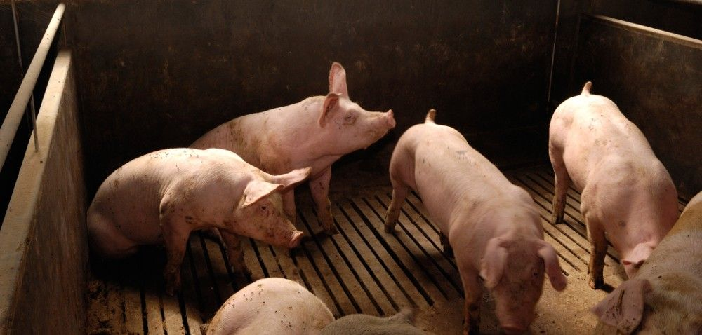.pl Mikroklimat w chlewni i jego wpływ na dobrostan trzody