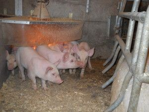 .pl Prawidłowe oświetlenie w kojcu prosiąt również wpływa na mikroklimat chlewni. Wilgotność Zachowanie prawidłowej wilgotności powietrza jest bardzo istotne ze względów zdrowotnych.