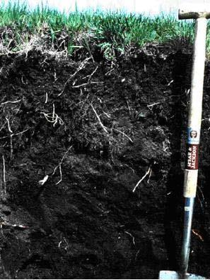 Gleba Gleba - integralny składnik wszystkich ekosystemów lądowych i niektórych płytkowodnych utworzony w powierzchniowych