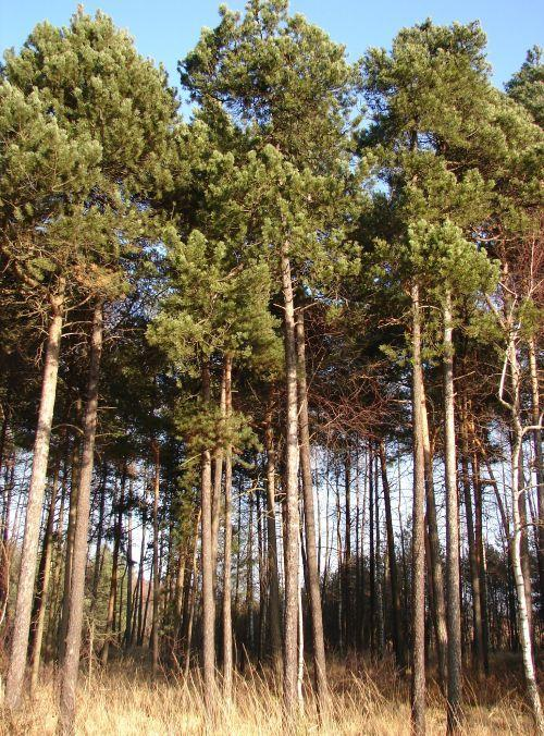 Gleby strefowe Gleby bielicowe,