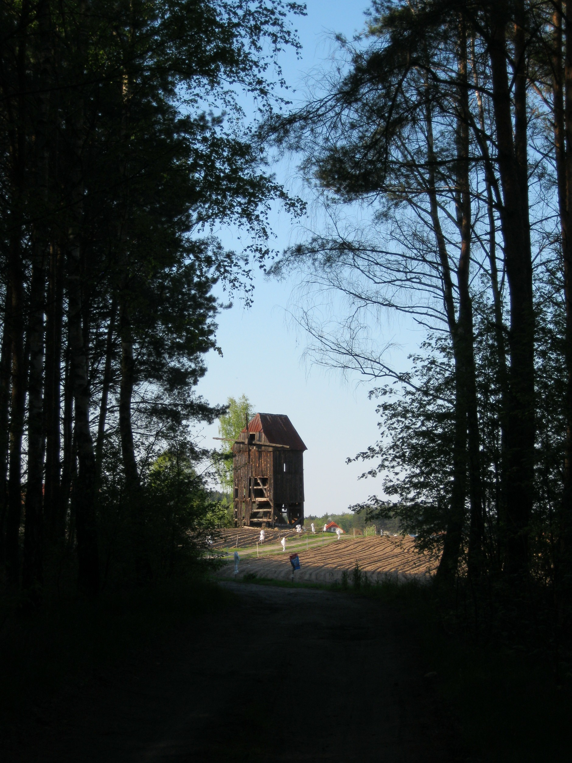 Jadąc dalej przez las docieramy do stawów hodowlanych na Królewskich. Tutaj śpiew skowronka zagłuszają głośne pokrzykiwania trzciniaka.