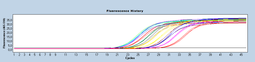 A profil fluorescencja w cyklach reakcji dla P.