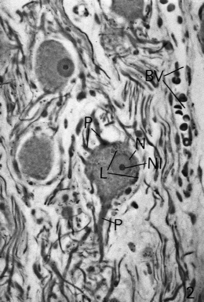 Włókno nerwowe = akson otoczony osłonką Osłonki aksonu są wytwarzane przez komórki neurogleju: w obwodowym u.n. przez komórki Schwanna w ośrodkowym u.