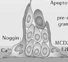 progenitorowe neuroblasty Pozostałe składniki niszy: komórki ependymy kapilary substancja międzykomórkowa Neuralne komórki