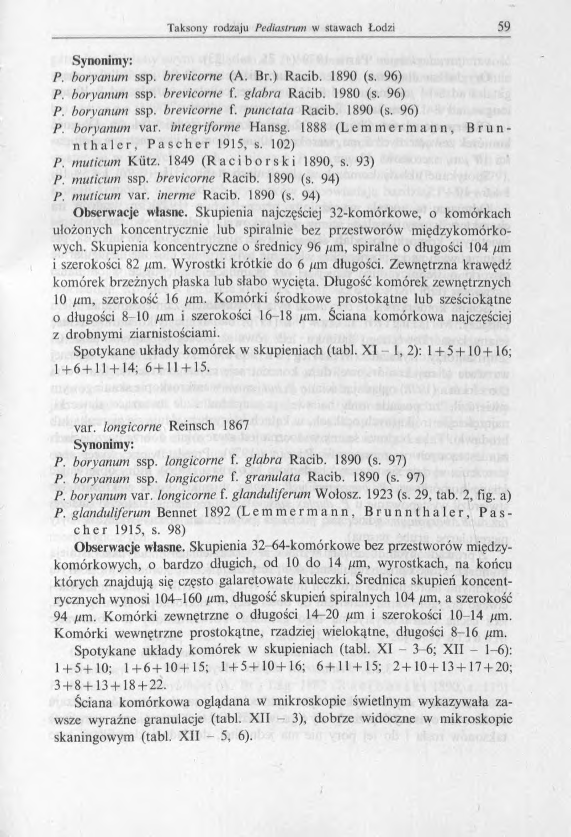 Synonimy: P. boryunum ssp. brevicom e (A. Br.) Racib. 1890 (s. 96) P. boryanum ssp. brevicom e f. glabra Racib. 1980 (s. 96) P. boryanum ssp. brevicom e f. punctata Racib. 1890 (s. 96) P. boryanum var.