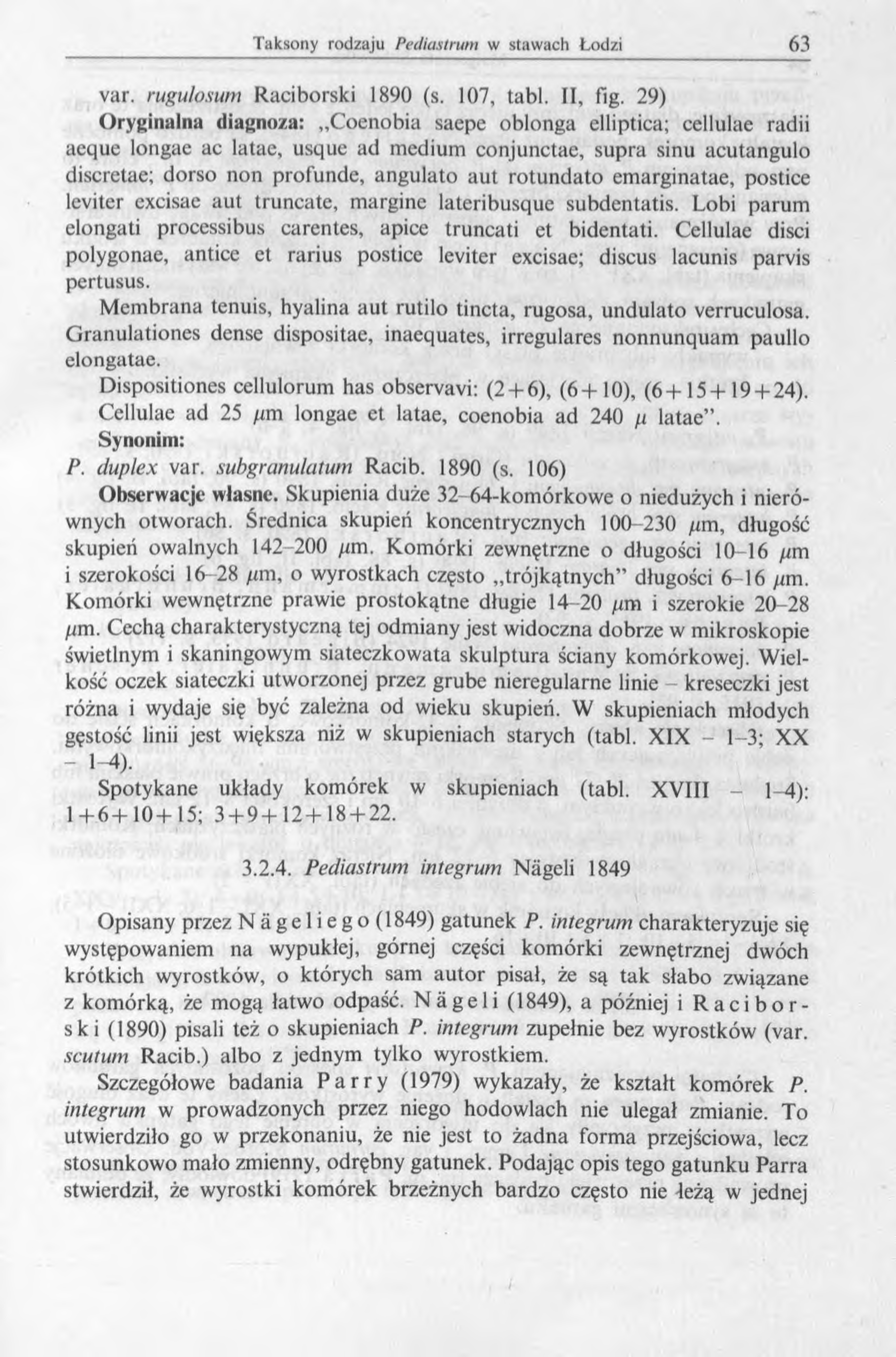 var. rugulosum Raciborski 1890 (s. 107, tabl. II, fig.