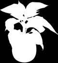 choinkowe