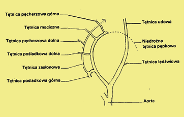 Ryc. 2. Tętnica pęcherzowa górna tworzy z tętnicą maciczną wspólny pień odchodzący od tętnicy biodrowej wewnętrznej. Ryc. 3.