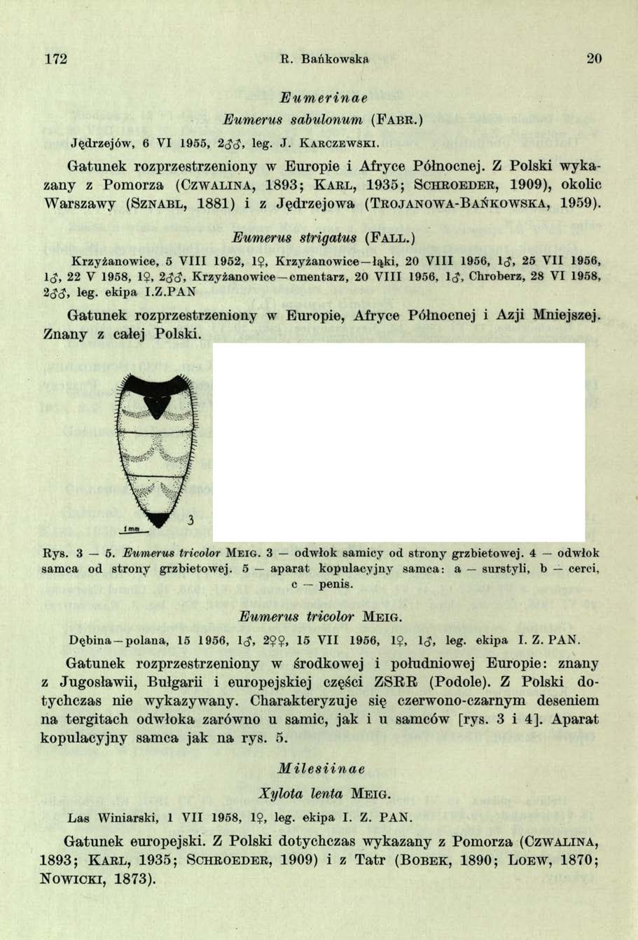 172 R. Bańkowska 20 E u m e rin a e Eumerus sdbulonum ( F a b r. ) Jędrzejów, 6 VI 1955, 2 d d, leg. J. K a rczew ski. G atunek rozprzestrzeniony w Europie i Afryce Północnej.