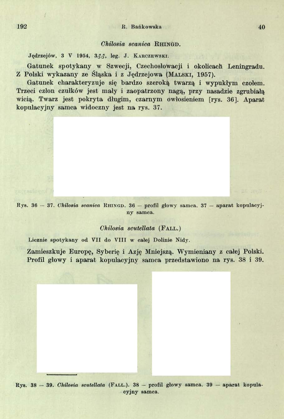 I 192 R. Bańkowska 40 Chilosia scanica R h in g d. Jędrzejów, 3 V 1954, 3 J J, leg. J. K a rczew ski.