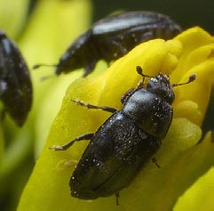 zboża Zagrożenie chorobą wzrasta wraz ze wzrostem roślin. Jest to spowodowane tym, że mączniak osłabiając rośliny ułatwia ich porażenie także przez inne grzyby.