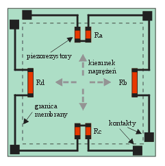 Ciśnienie p wywołuje siłę F, która oddziałuje na element sprężysty (np. membranę). Powoduje to jej naprężenie σ i w rezultacie odkształcenie tensometrów piezorezystorów ε s.