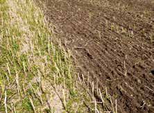Proces butwienia resztek roślinnych jest szybszy i bardziej efektowny. W uprawie uproszczonej praca z resztkami roślinnymi jest w systemach upraw uproszczonych gleby bardzo istotna.