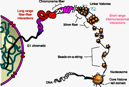 Modyfikacje struktury chromatyny 1. modyfikacje DNA metylacja DNA 2. modyfikacje potranslacyjne histonów np. acetylacja 3.