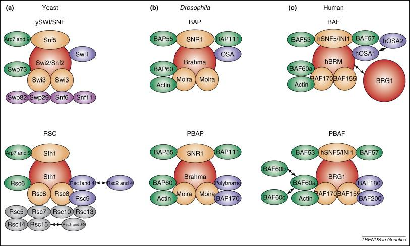 Kompleksy SWI/SNF u różnych grup Eukariota Przykład
