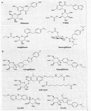 Inhibitory SGLT2 pochodne floryzyny OH HO HO O OH O