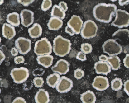32 POLISH BOTANICAL JOURNAL 54(1). 2009 Fig. 1. Habit of Lecanora semipallida H. Magn. (Śliwa 4119, KRAM). Scale bar = 1 mm.