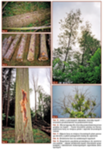 PLANTACJACH TOPOLOWYCH 