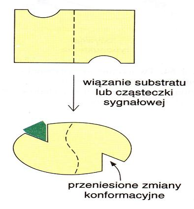 Schemat allosterycznych oddziaływań między enzymem i substratem Przyłączenie cząsteczki w jednym miejscu enzymu