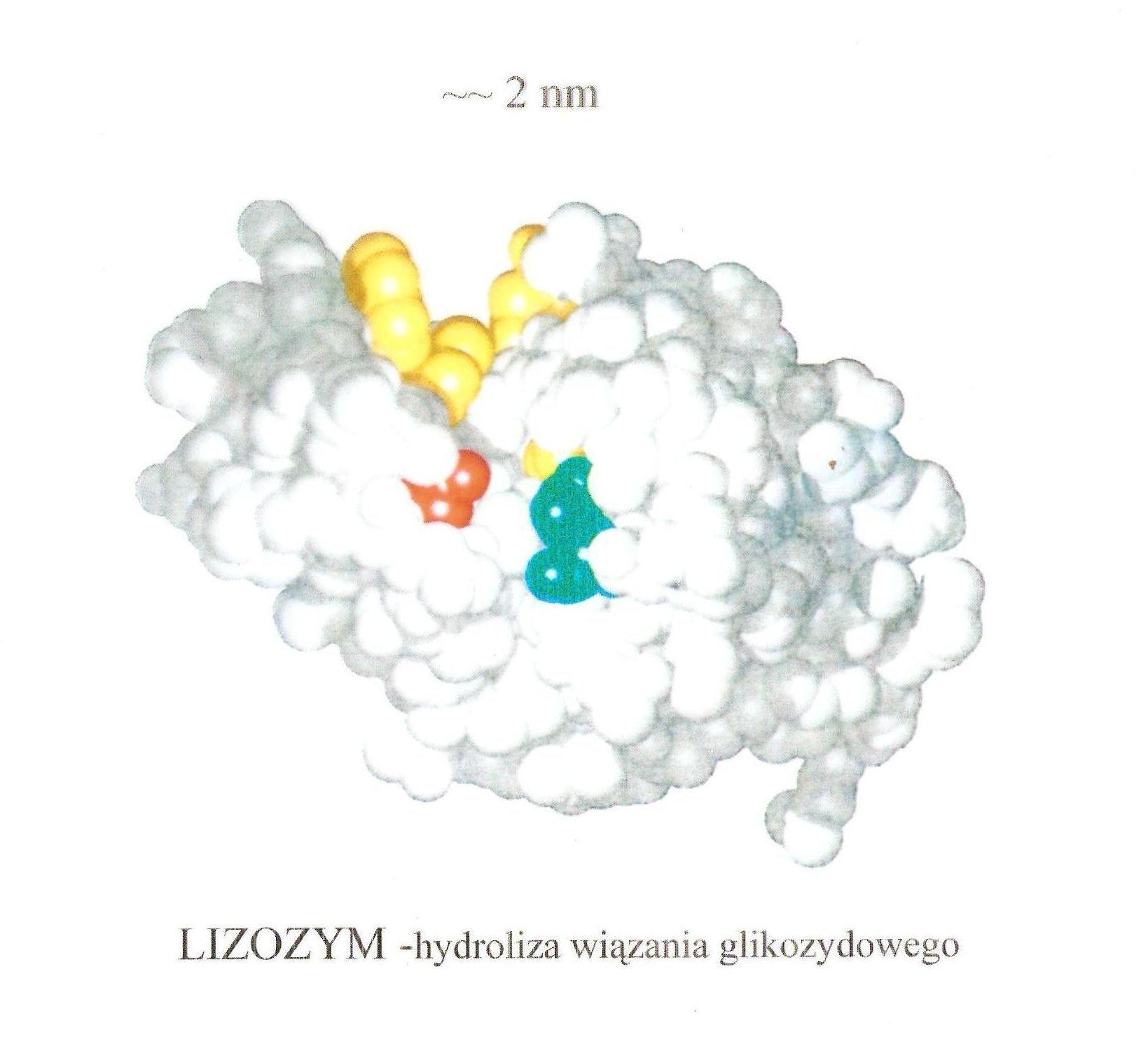 lizozym