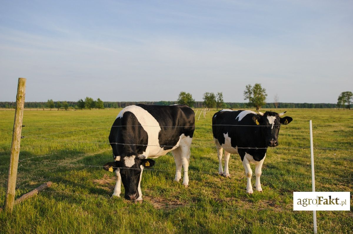 .pl Szacuje się, że zwiększenie wsparcia obejmie ok. 80% rolników posiadających młode bydło i ok. 80% rolników utrzymujących krowy. Płatność do roślin wysokobiałkowych od 2017 r.