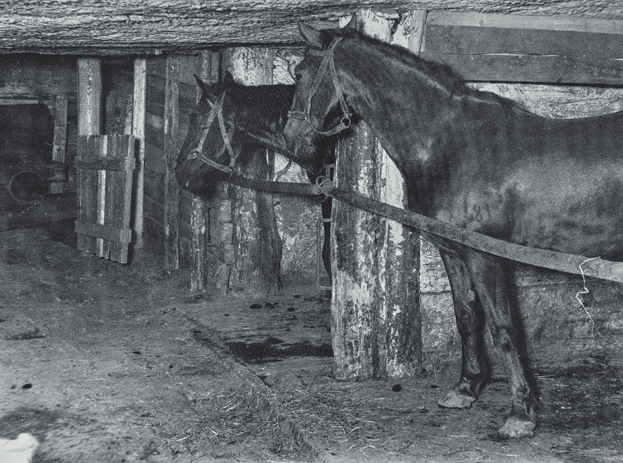 KONIE W SŁUŻBIE SALINARNEJ 81 Fot. 6. Konny transport soli w kopalni wielickiej, 1922 r. Fot. 7.