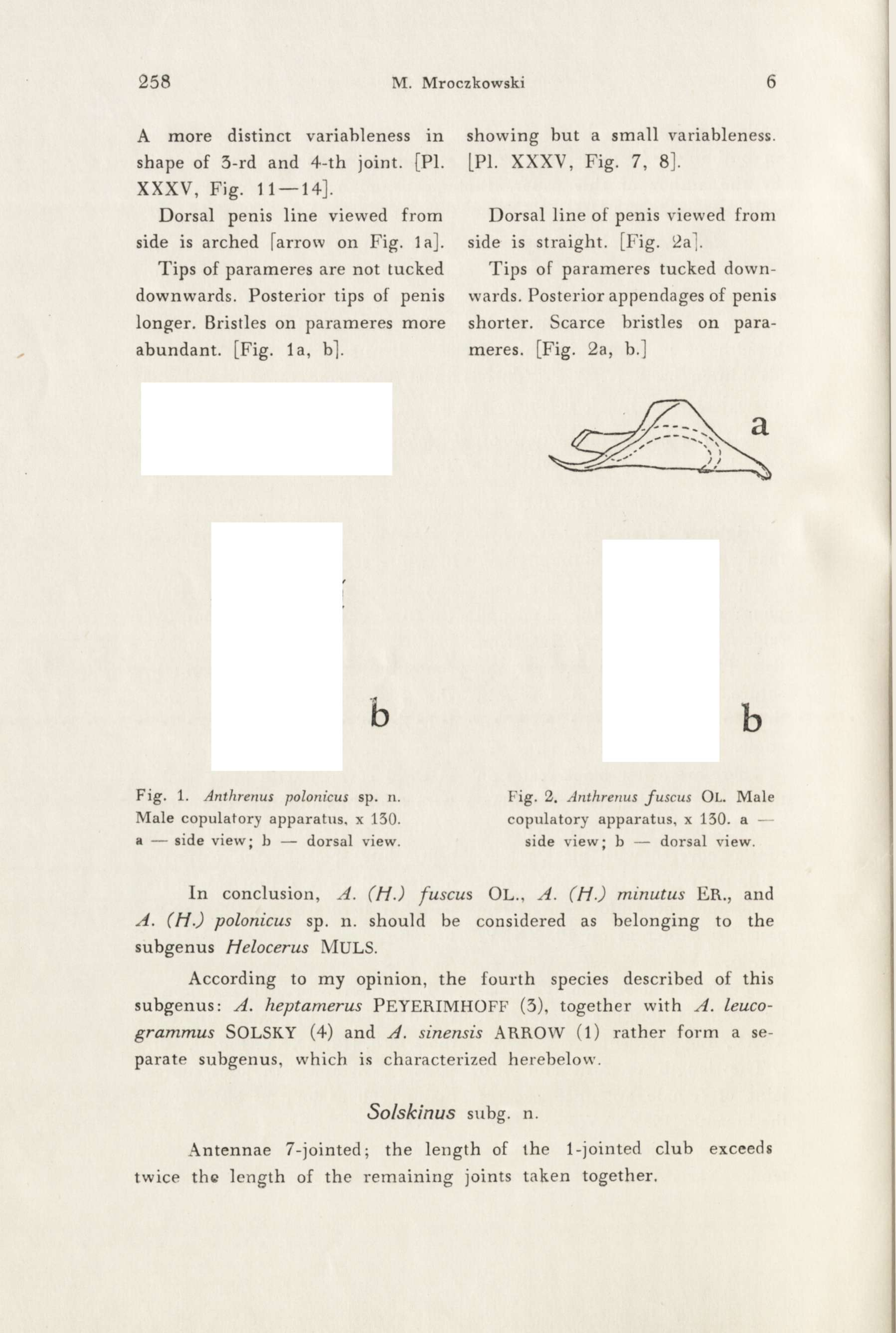 258 M. Mroczkowski 6 A more distinct variableness in shape of 3-rd and 4-th joint. [PI. XXXV, Fig. 11 14].