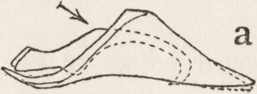 Bristles on parameres more abundant. [Fig. la, b]. showing but a small variableness. [Pl. XXXV, Fig. 7, 8].