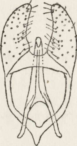 Scarce bristles on parameres. [Fig. 2a, b.] a b Fig. 1. Anthrenus polonicus sp. n. Male copulatory apparatus, x 150. a side view; b dorsal view. Fig. 2. Anthrenus fuscus O l.