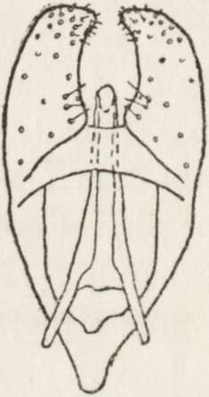 should be considered as belonging to the subgenus Helocerus MULS. According to my opinion, the fourth species described of this subgenus: A.