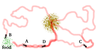 Inne mrówki A Mrówka wróciła do domu i ponownie idzie do pokarmu własną ścieżką, gdyż leży na niej podwójny ślad feromonowy.