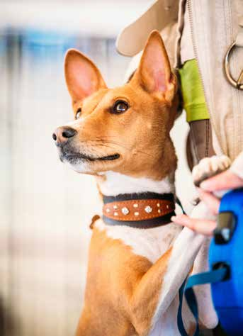 Sensitive BREEDER line Sensitive jest lekkostrawną karmą premium z jagnięciną i ryżem dla psów ze skłonnością do alergii pokarmowej.