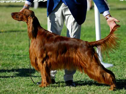 Exquisit BREEDER line Exquisit jest łatwo przyswajalną karmą premium dla dorosłych psów. Niektóre psy mają wrażliwe jelita i ciężko trawią niektóre pożywienia, jak soję i białka wołowiny.