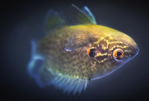KOMUNIKATY RYBACKIE Nr 2 (151)/2015,5 9 Lilianna Graczyk 1, Jan Mazurkiewicz 1,2, Krzysztof Florczyk 2 1 Zak³ad Rybactwa Œródl¹dowego i Akwakultury, Instytut Zoologii, Uniwersytet Przyrodniczy w