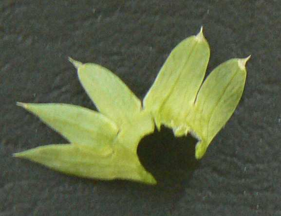 sativum Trifolium