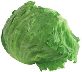 sałata lodowa 69