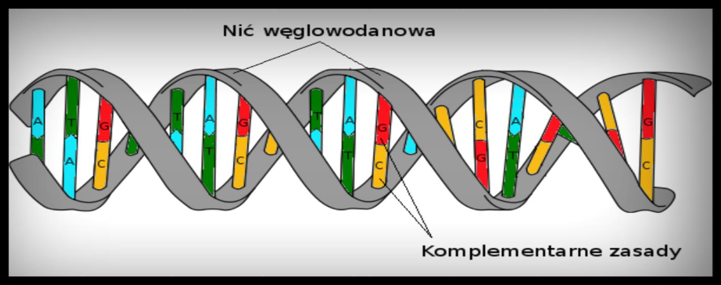 Topologia węzłów pozwala zrozumieć, w jaki sposób dwie nici helisy cząsteczki DNA rozplątują się, gdy plan genetyczny