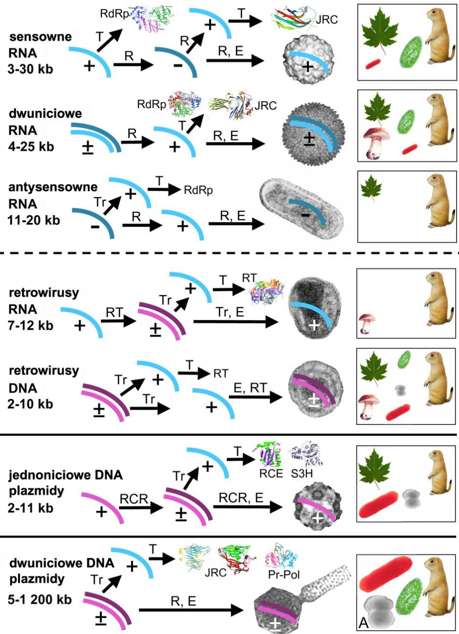 adenowirus bakteriofag monofiletyczne grupy obejmują razem wirusy RNA i DNA