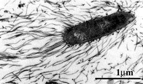TAJEMNICA pochodzenia mitochondriów aktynowe ogony Rickettsia pokrewieństwa molekularne skrajnego pasożyta wewnątrzkomórkowego Rickettsia u drożdży ponad 400 białek mitochodrialnych w jądrze