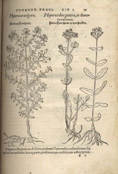 Hieronim Tragus to pseudonim Hieronima Bocka (1498 1554), duchownego luterańskiego i botanika, jednego z czołowych naturalistów niemieckich epoki Renesansu 47.