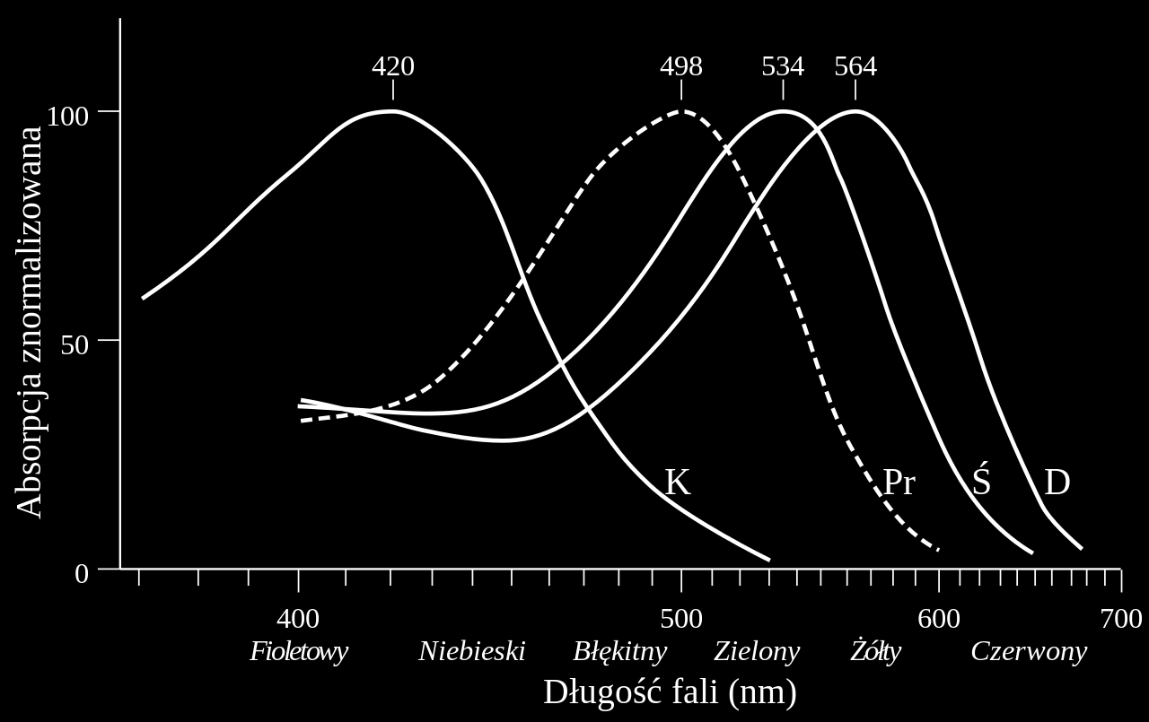 Jak widzimy kolory Wyróżniamy trzy rodzaje czopków: protany - fale długie (D) wrażenie czerwieni (R) deutany - fale średnie