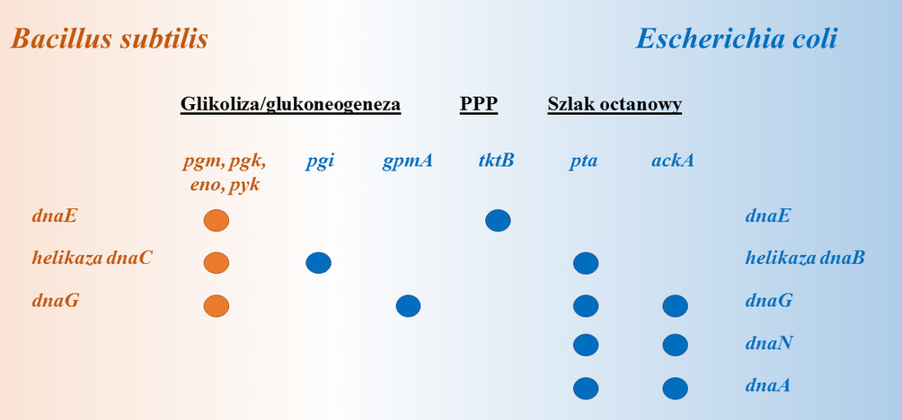 dużej ilości energii w sposób oczywisty musi być zależna od metabolizmu komórkowego.