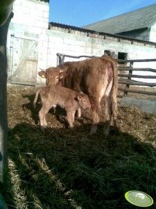 .pl Jałówka przy wycieleniu powinna być w kondycji ocenionej w skali BCS (body condition score) na 3,2 3,3 pkt. (Foto: AgroFoto.