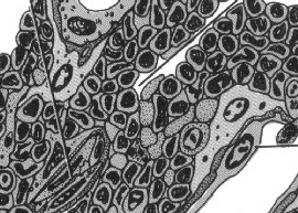 jednopęcherzykowe Komórki śródbłonkowe budujące ścianę naczynia tworzą doraźnie tzw.