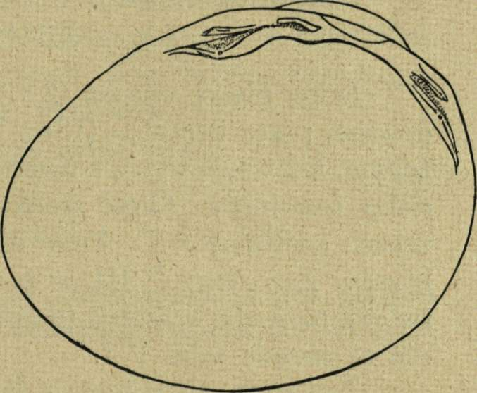 Pisidium (Eupisidium) cinereum A lder v. humeriformis Stelfox 1918.