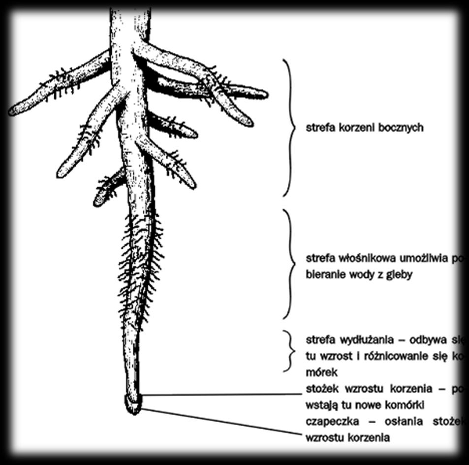 Budowa zewnętrzna korzenia Korzeń palowy (na rysunku), jak i korzeń wiązkowy składa się z: a) strefy