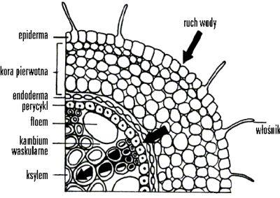 STREFA WŁOŚNIKOWA Włośniki cienkościenne uwypuklenia komórek skórki występujące u roślin naczyniowych w strefie włośnikowej. Strefa ta rozwija się tuż nad końcami korzeni, zwykle na długości 1 2 cm.