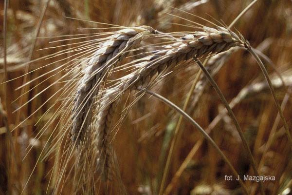 Triticum cordata