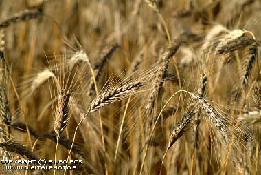 Wierzba Lipa -