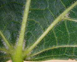 Tilia Secale
